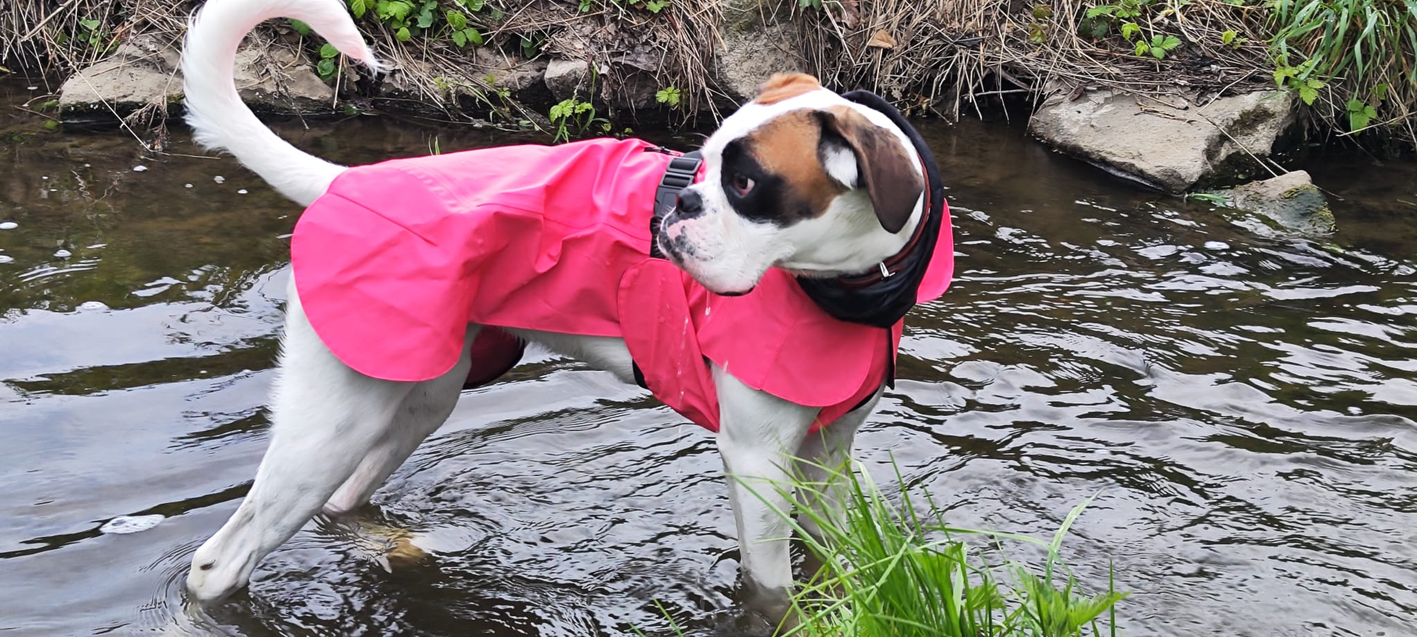 Reflexní pláštěnka pro psy značky PAIKKA - recenze z pohledu našich psů :)