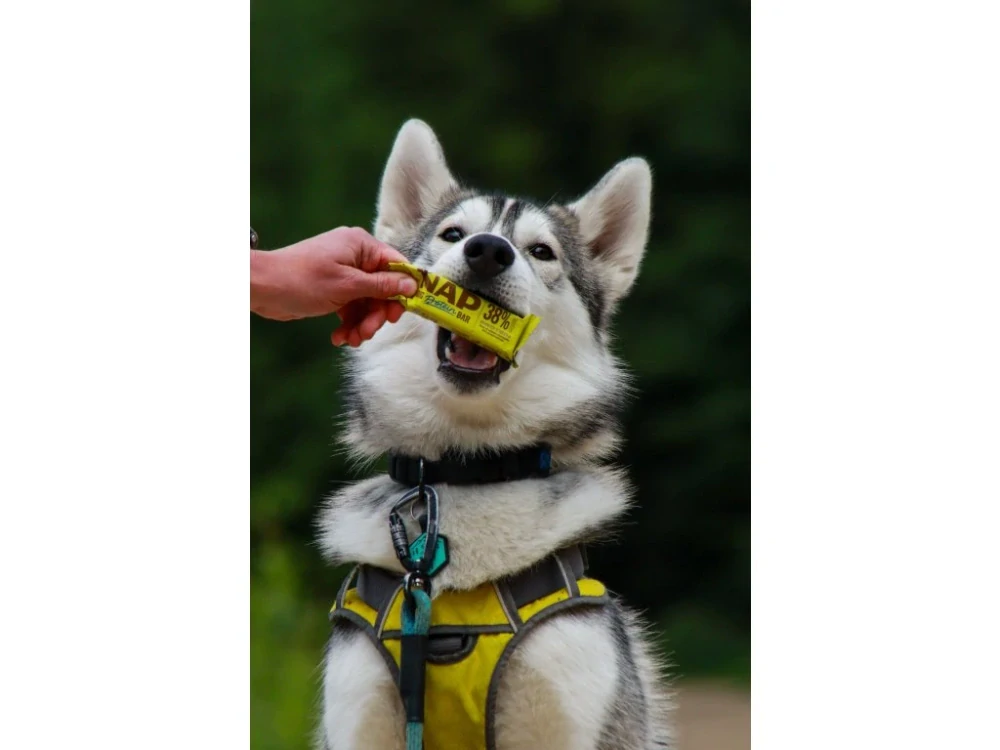 NAP Psí proteinová tyčinka – kuřecí