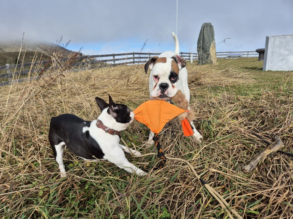 Softshellový rejnok