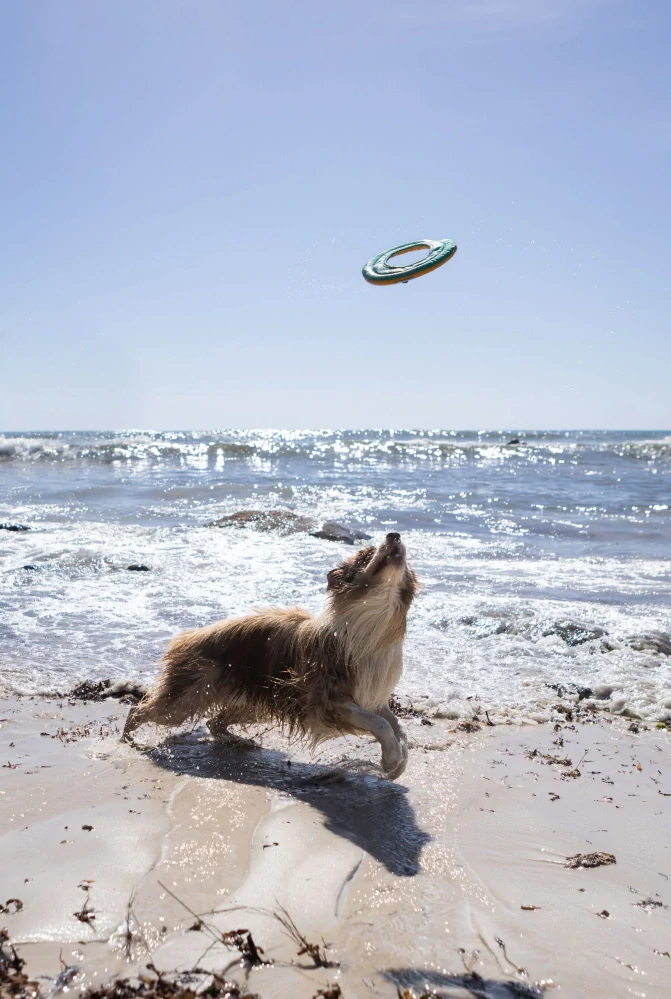 Ruffwear – létací a plavací disk Hydro Plane™