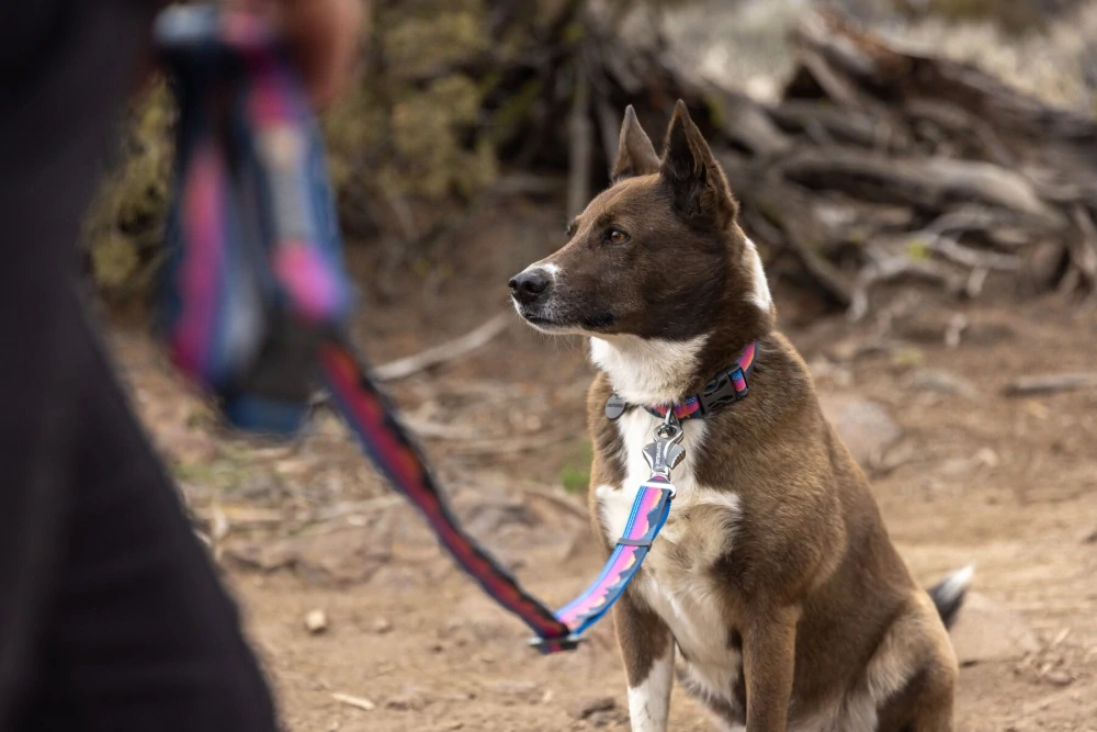 Vodítko Ruffwear CRAG - Rising Wave