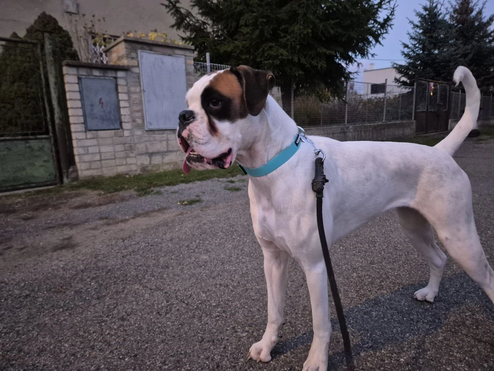 Svíticí obojek Paikka – modrý