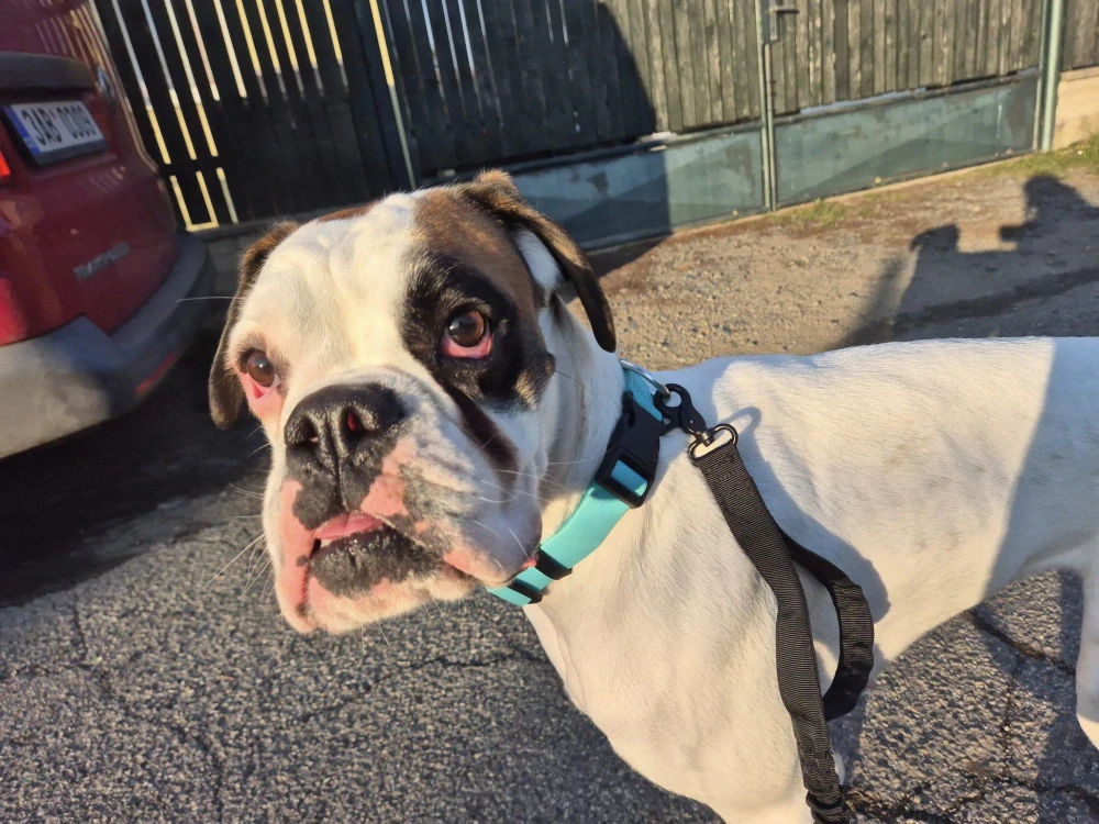 Svíticí obojek Paikka – modrý