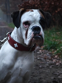 SWISS obojek Hunter – červená