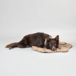 Čmuchací kobereček Paikka - béžový