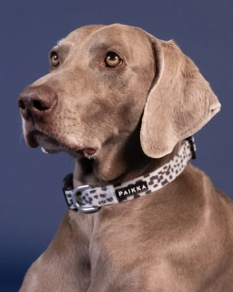 Svíticí obojek Paikka 