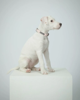 Svíticí obojek Paikka – světle růžový